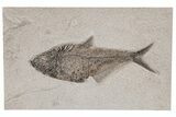 Detailed Fossil Fish (Diplomystus) - Wyoming #211177-1